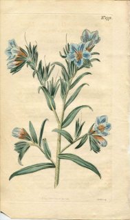 1815ǯ Curtis Botanical Magazine No.1772 饵 ° ECHIUM FRUTICOSUM(.) MINOR