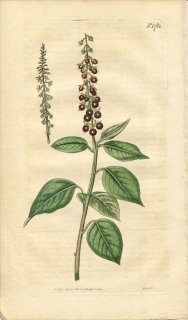 1815ǯ Curtis Botanical Magazine No.1781 ڥƥꥢ ꥦ° 奺 RIVINA HUMILIS