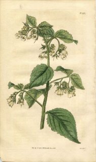 1816ǯ Curtis Botanical Magazine No.1787 饵 ҥϥ꥽° SYMPHYTUM TAURICUM