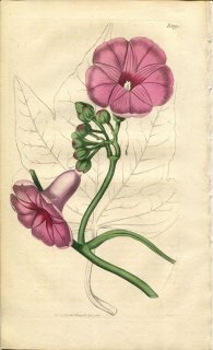 1816ǯ Curtis Botanical Magazine No.1790 ҥ륬 ĥޥ° IPOMOEA INSIGNIS