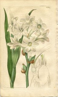 1816ǯ Curtis Botanical Magazine No.1817  å POLIANTHES TUBEROSA