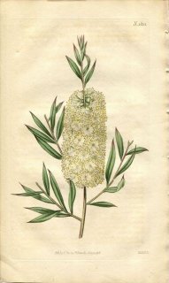1816ǯ Curtis Botanical Magazine No.1821 եȥ ȥǥ° METROSIDEROS SALIGNA