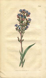 1816ǯ Curtis Botanical Magazine No.1822 饵 Υ° ANCHUSA CAPENSIS