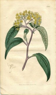 1816ǯ Curtis Botanical Magazine No.1823 ɥ ݥޥǥꥹ° POMADERRIS LANIGERA