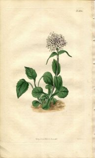 1816ǯ Curtis Botanical Magazine No.1825  Υ° VALERIANA MONTANA(.) ROTUNDIFOLIA