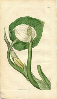 1816ǯ Curtis Botanical Magazine No.1831 ȥ ҥᥫ° CALLA PALUSTRIS