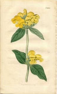 1816ǯ Curtis Botanical Magazine No.1843  եߥ° PHLOMIS FRUTICOSA
