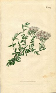 1816ǯ Curtis Botanical Magazine No.1849  ƥӥ° STEVIA EUPATORIA