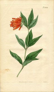 1816ǯ Curtis Botanical Magazine No.1854 Ͳ ֥Хǥ° BOUVARDIA TRIPHYLLA