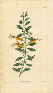 1817ǯ Curtis Botanical Magazine No.1942 ޥΥϥ ե° STENOCHILUS GLABER