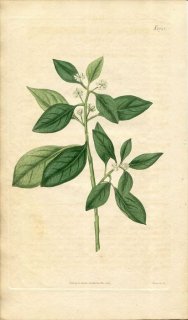1817ǯ Curtis Botanical Magazine No.1945 ȥ CLUYTIA PULCHELIA