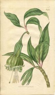 1817ǯ Curtis Botanical Magazine No.1948 ʥ ǥå° SOLANDRA VIRIDIFLORA