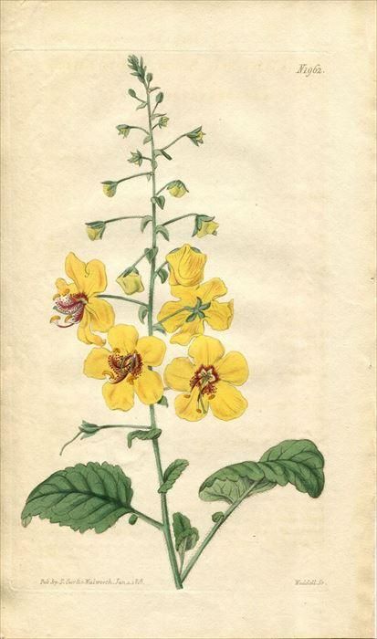 1818年 Curtis Botanical Magazine No.1962 ゴマノハグサ科