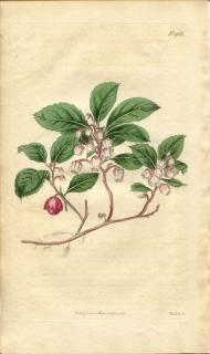 1818ǯ Curtis Botanical Magazine No.1966 ĥĥ 饿ޥΥ° ҥᥳ GAULTHERIA PROCUMBENS