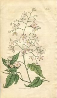 1818ǯ Curtis Botanical Magazine No.1982 ʥ ̥° SOLANUM SEAFORTHIANUM