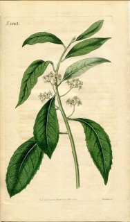 1819ǯ Curtis Botanical Magazine No.2043 Υ ʥʥߥΥ ILEX CHINENSIS