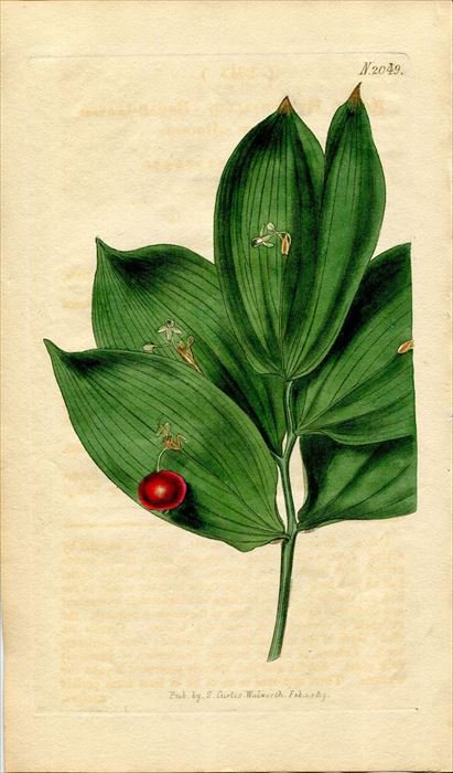 1819年 Curtis Botanical Magazine No 49 キジカクシ科 ナギイカダ属 Ruscus Hypophyllum アンティークプリント ボタニカルアート 博物画の通販サイト Spirito Di Artigiano