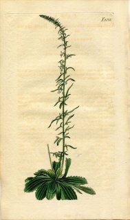 1819ǯ Curtis Botanical Magazine No.2056 Х ʥ̥° ANARRHINUM BELLIDIFOLIUM