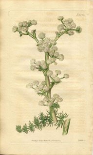 1819ǯ Curtis Botanical Magazine No.2073  SESELI DICHOTOMUM