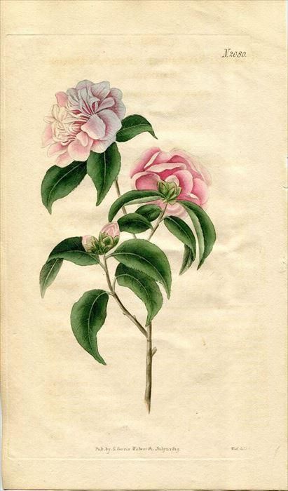 1819年 Curtis Botanical Magazine No.2080 ツバキ科 ツバキ属 1819年 Curtis Botanical Magazine No.2080 ツバキ科 ツバキ属