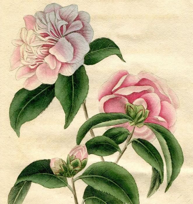 1819年 Curtis Botanical Magazine No.2080 ツバキ科 ツバキ属 1819年 Curtis Botanical Magazine No.2080 ツバキ科 ツバキ属