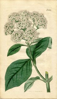 1819ǯ Curtis Botanical Magazine No.2082 ץ ޥ° VIBURNUM RUGOSUM