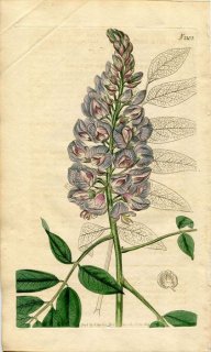 1819ǯ Curtis Botanical Magazine No.2103 ޥ ° GLYCINE FRUTESCENS