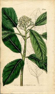 1819ǯ Curtis Botanical Magazine No.2105 Х 󥶥° CRATAEGUS GLABRA