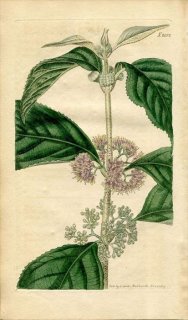 1819ǯ Curtis Botanical Magazine No.2107  饵° CALLICARPA CANA