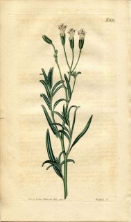 1820ǯ Curtis Botanical Magazine No.2132  ѥե° PALAFOXIA LINEARIS
