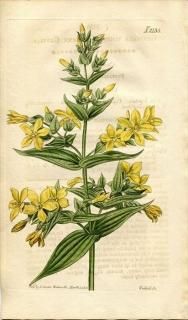 1820ǯ Curtis Botanical Magazine No.2135 ɥ ɥ° GENTIANA VISCOSA