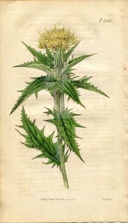 1820ǯ Curtis Botanical Magazine No.2142  ٥˥Х° CARTHAMUS LANATUS