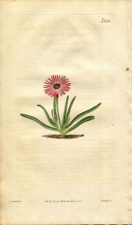 1820年 Curtis Botanical Magazine No.2144 ハマミズナ科 メセンブリアンテマム属 MESEMBRYANTHEMUM TRICOLOR 多肉植物