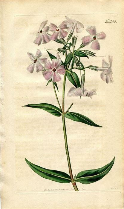 10年 Curtis Botanical Magazine No 2155 ハナシノブ科 フロックス属 Phlox Carnea アンティークプリント ボタニカルアート 博物画の通販サイト Spirito Di Artigiano
