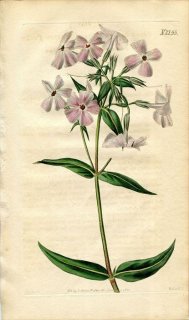 1820ǯ Curtis Botanical Magazine No.2155 ϥʥΥֲ եå° PHLOX CARNEA