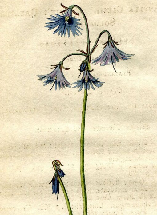 1828年 手彩色 銅版画 Curtis Botanical Magazine No.2842 サクラソウ科 サクラソウ属 Primula  verticillata - 美術品