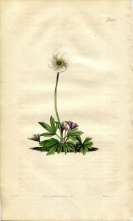 1820ǯ Curtis Botanical Magazine No.2167 ݥ 󥽥° ANEMONE ALBA