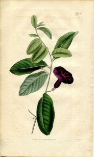 1820ǯ Curtis Botanical Magazine No.2170 ҥ륬 Х° Х
IPOMOEA ATROSANGUINEA