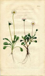 1820ǯ Curtis Botanical Magazine No.2174  ҥʥ° BELLIS ANNUA