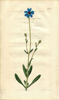 1820ǯ Curtis Botanical Magazine No.2177  KAULFUSSIA AMELLOIDES