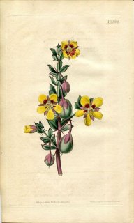 1820ǯ Curtis Botanical Magazine No.2184 ϥޥӥ ե° ZYGOPHYLLUM SESSILIFOLIUM