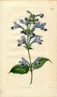 1820ǯ Curtis Botanical Magazine No.2185  ̥ϥå° DRACOCEPHALUM SIBIRICUM