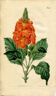 1820年 Curtis Botanical Magazine No.2186 キツネノマゴ科 クロサンドラ CROSSANDRA UNDULAEFOLIA