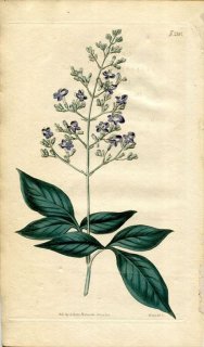 1820ǯ Curtis Botanical Magazine No.2187  ϥޥ° VITEX TRIFOLIA