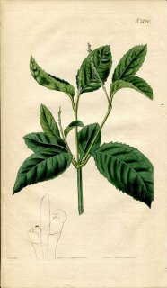 1820ǯ Curtis Botanical Magazine No.2190 祦 ° CHLORANTHUS MONOSTACHYS