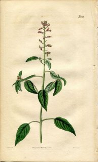 1820ǯ Curtis Botanical Magazine No.2201 ߥϥ ե° CUPHEA CIRCAEOIDES