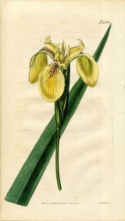 1821ǯ Curtis Botanical Magazine No.2239  祦 IRIS PSEUD-ACORUS