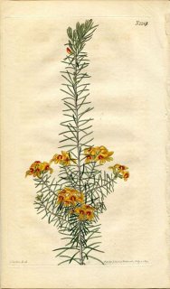 1821ǯ Curtis Botanical Magazine No.2247 ޥ ǥ륦˥° DILLWYNIA CINERASCENS