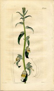 1821ǯ Curtis Botanical Magazine No.2253 Х ꥹ° DIGITATIS ORIENTALIS