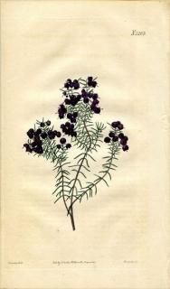 1821ǯ Curtis Botanical Magazine No.2263 ĥĥ ꥫ° ERICA SANGUINOLENTA